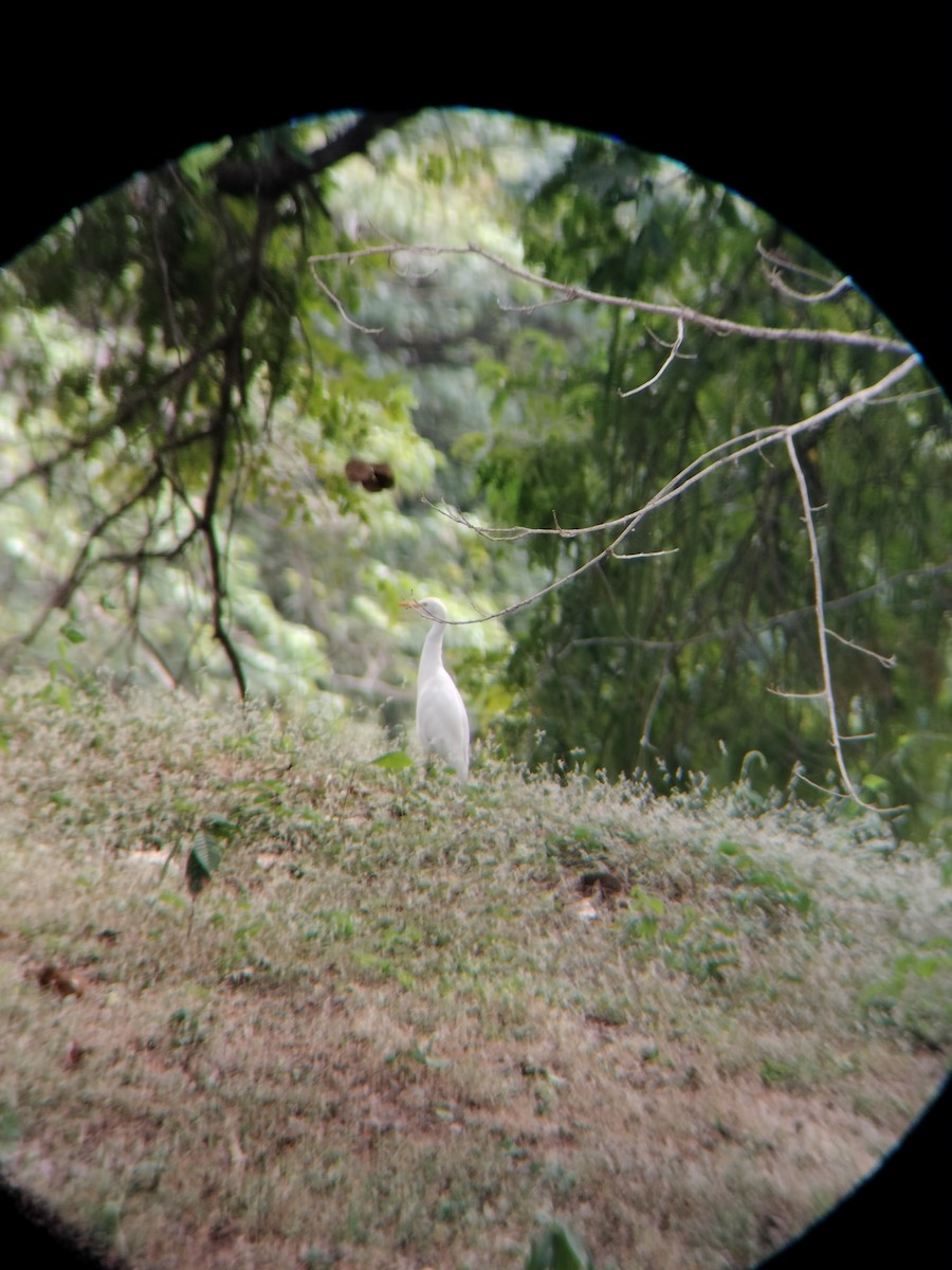 kuhegre - ML647128228