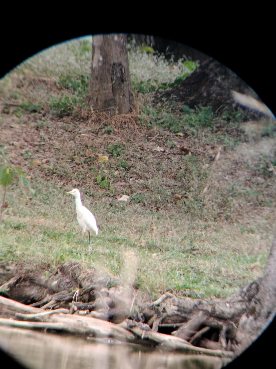 kuhegre - ML647128229