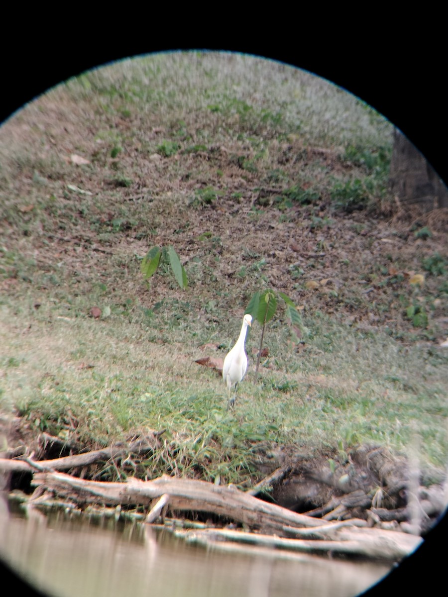 kuhegre - ML647128230