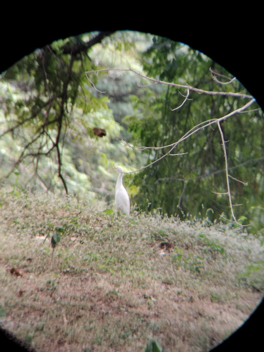 kuhegre - ML647128231