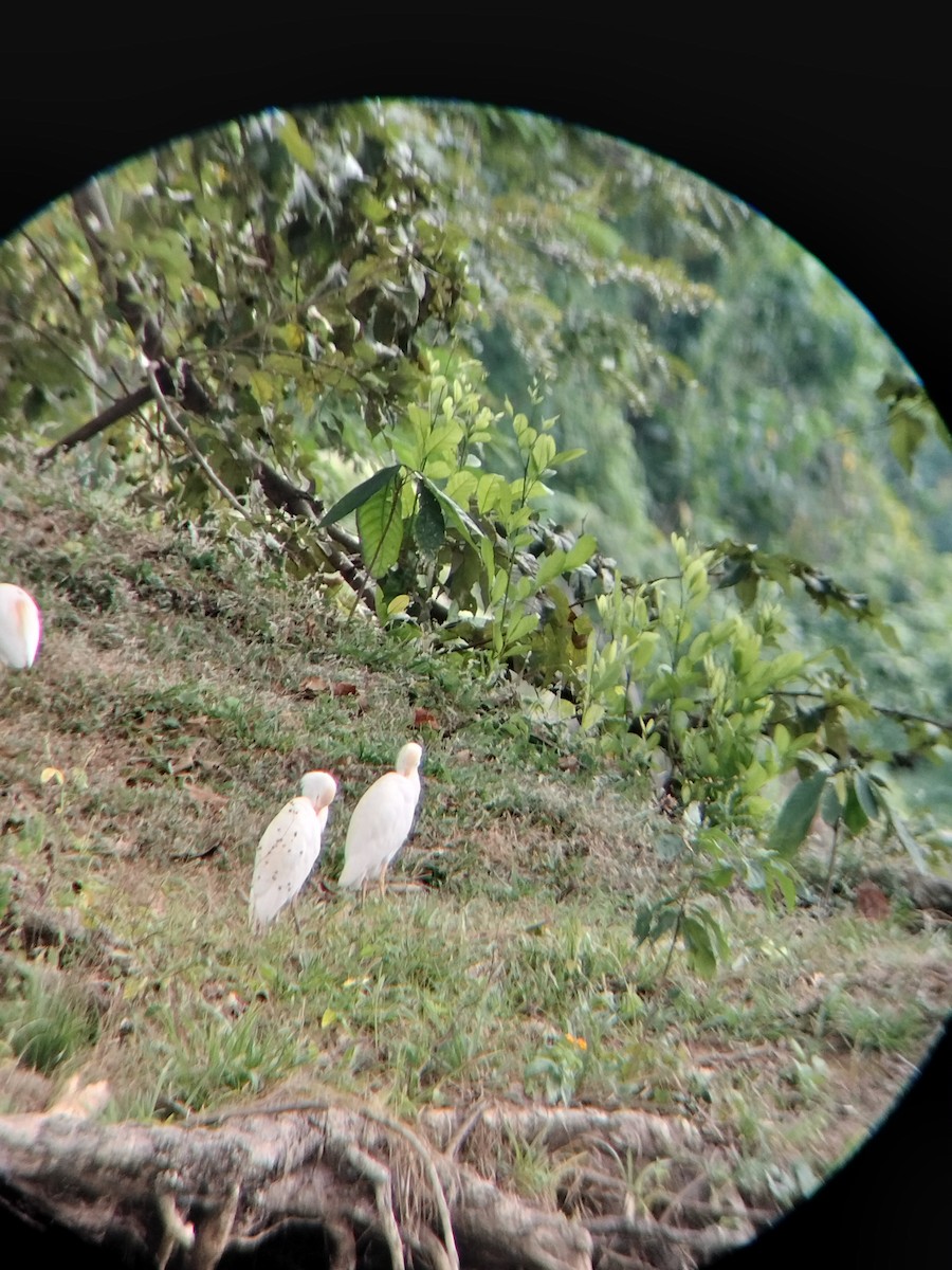 kuhegre - ML647128232