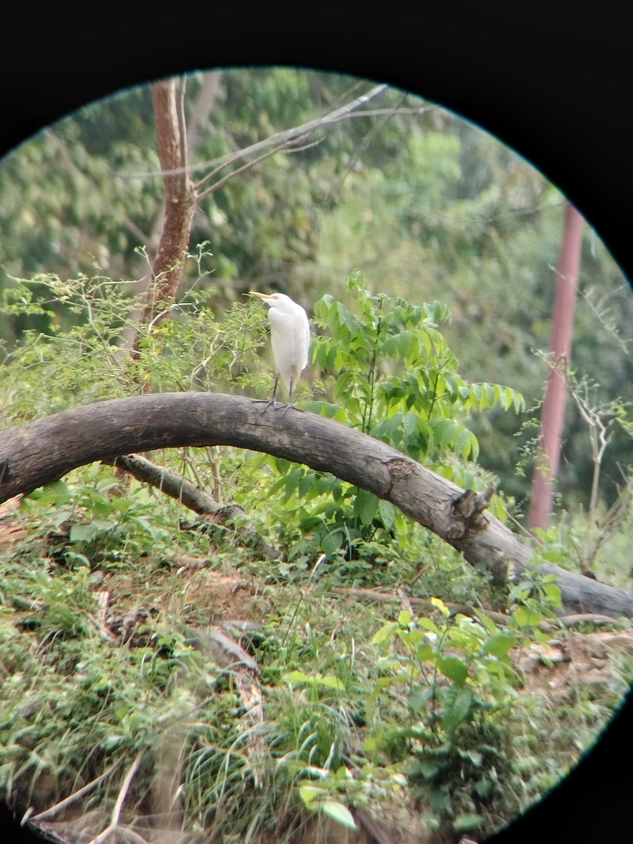 kuhegre - ML647128233