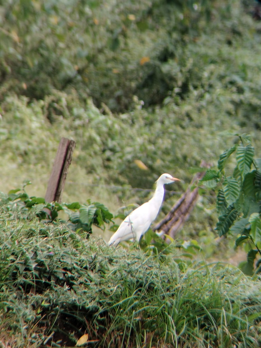 kuhegre - ML647128236