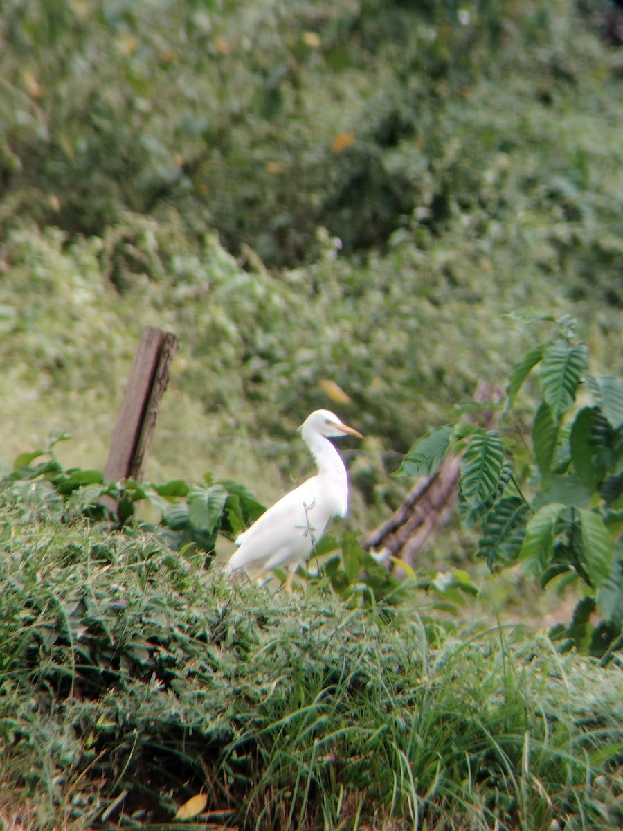 kuhegre - ML647128237