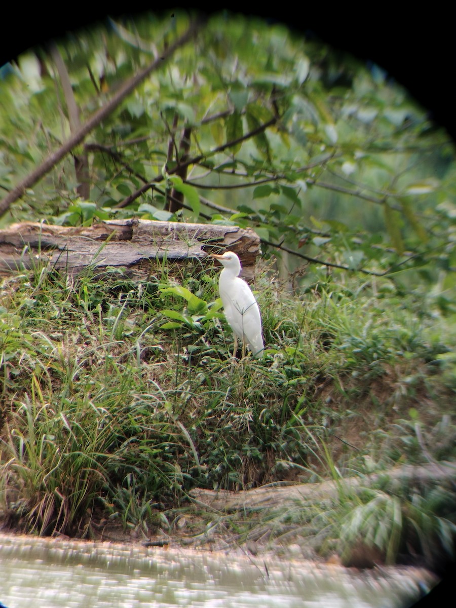 kuhegre - ML647128239