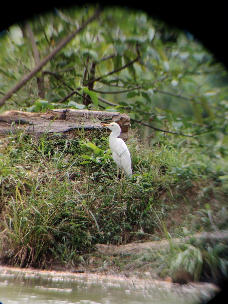 kuhegre - ML647128240