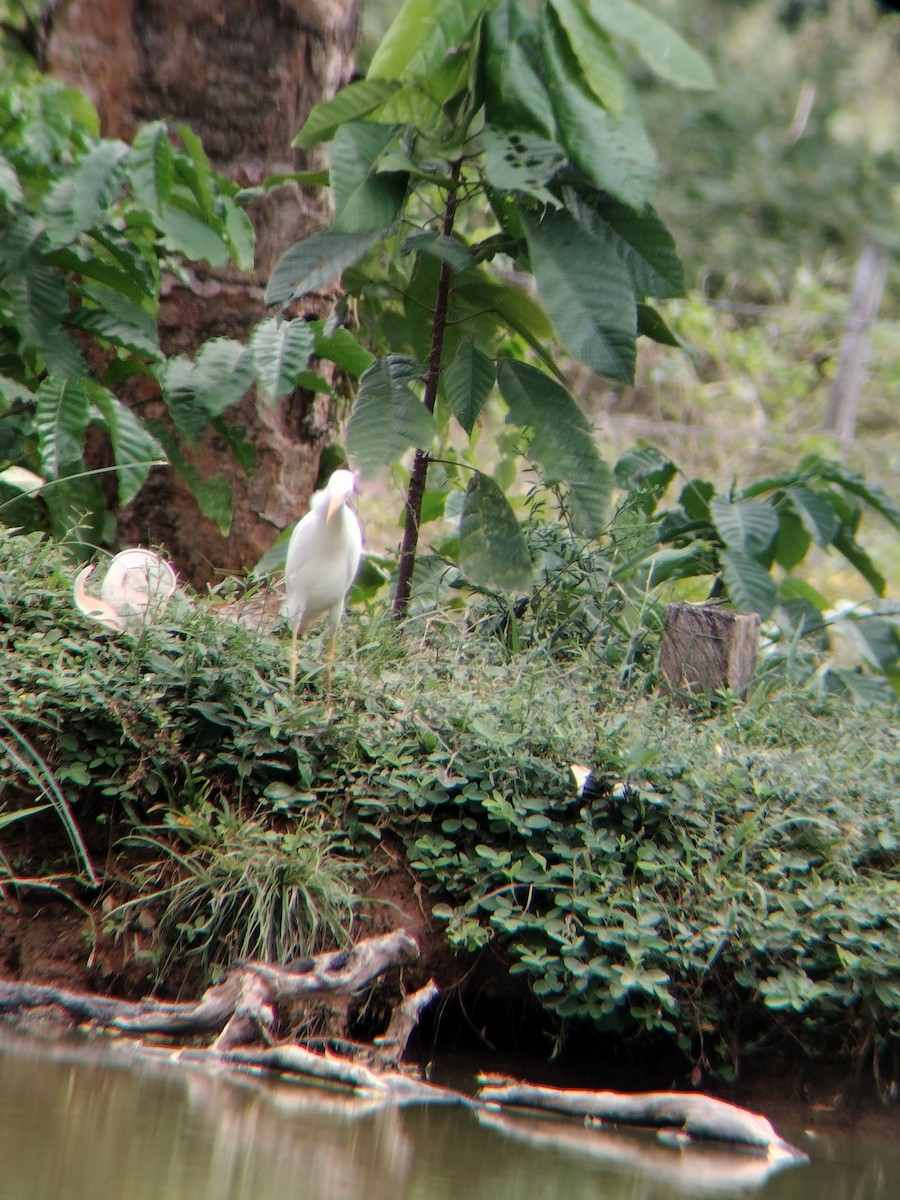 kuhegre - ML647128241