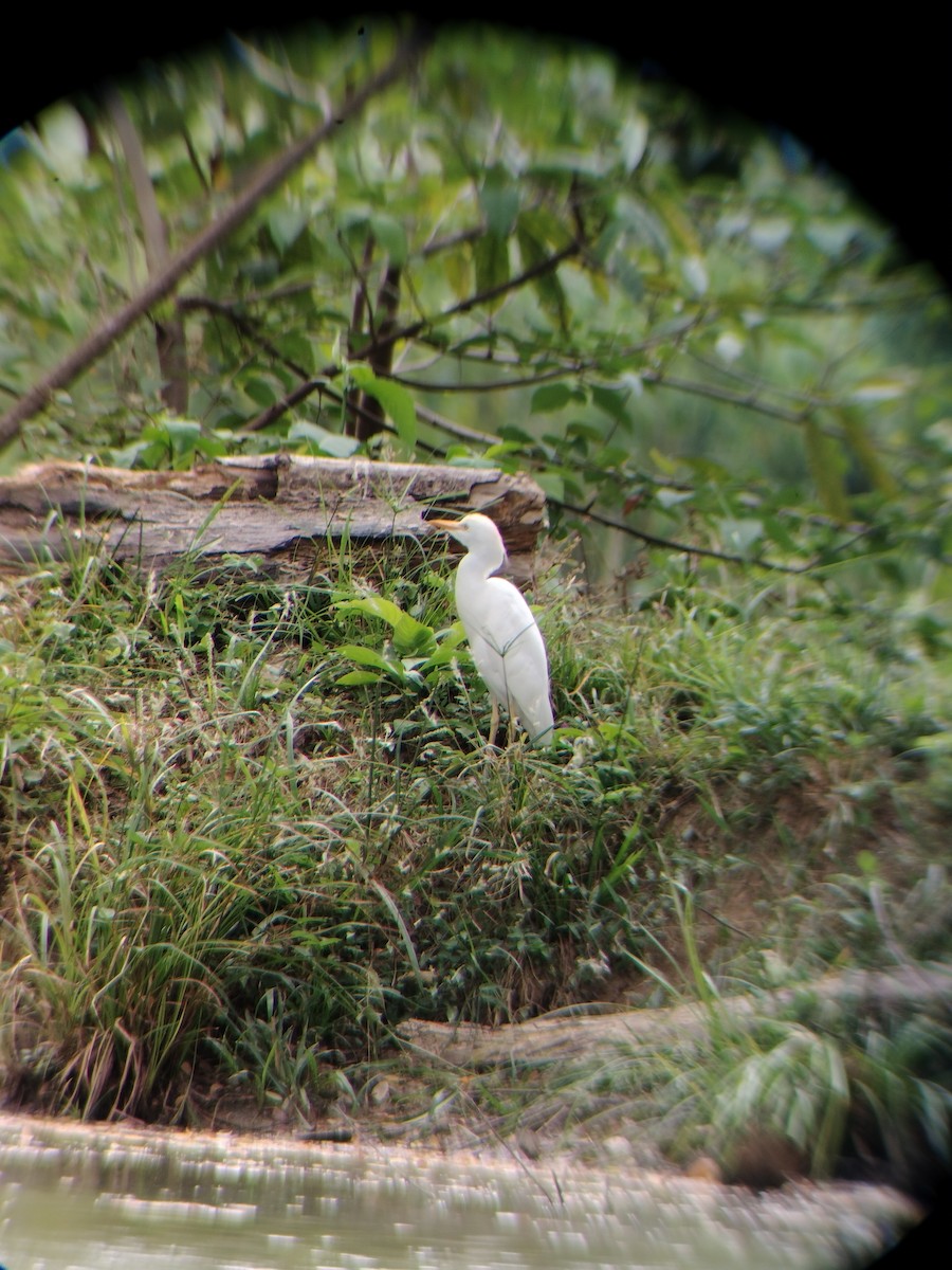 kuhegre - ML647128243