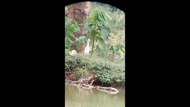 kuhegre - ML647128244