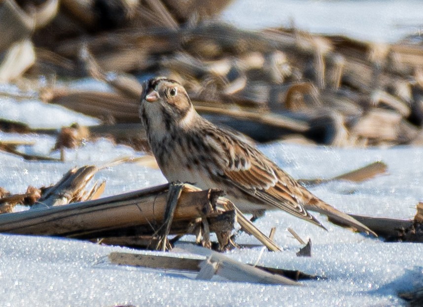 Подорожник лапландський - ML647128255
