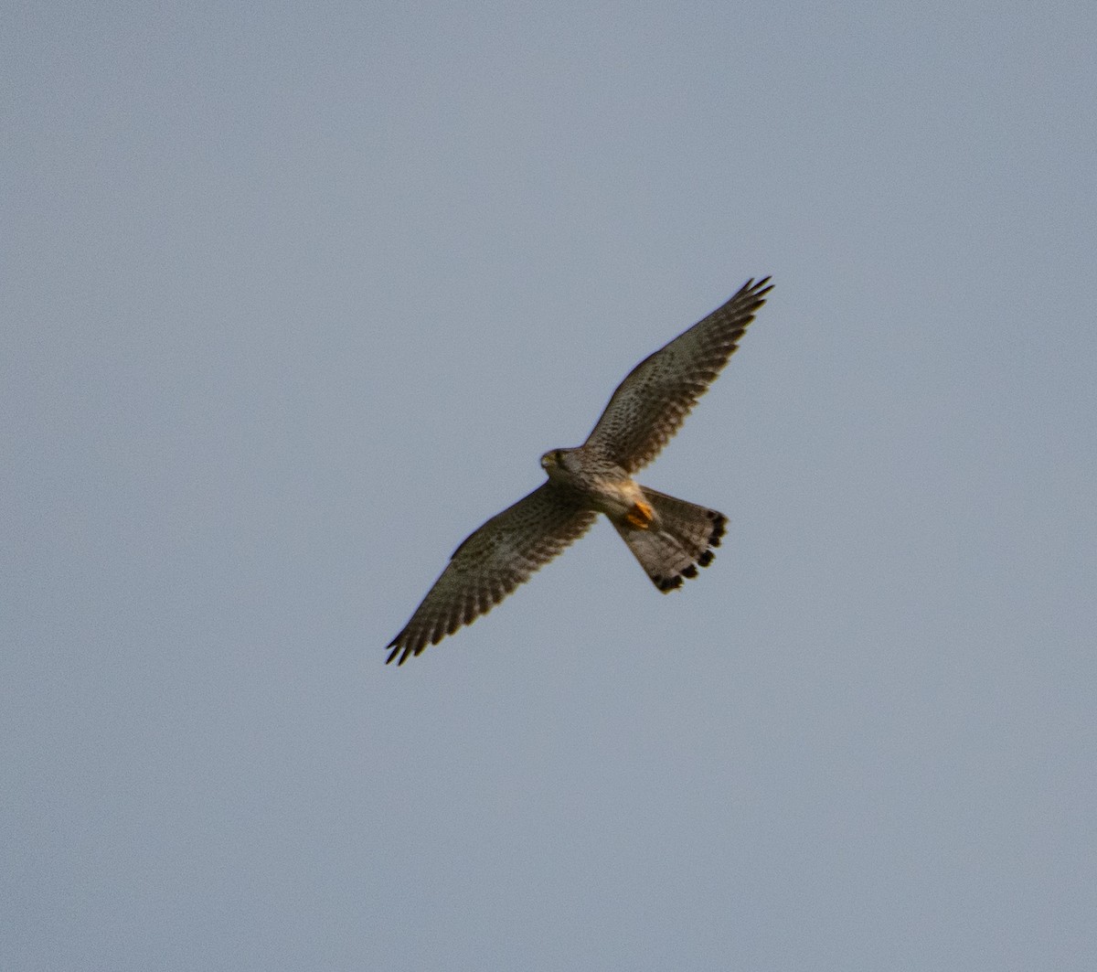 poštolka obecná - ML647128260