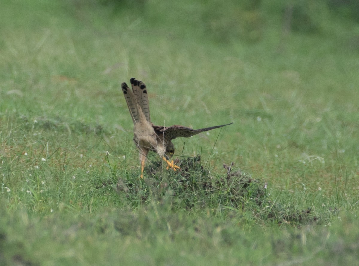 poštolka obecná - ML647128261