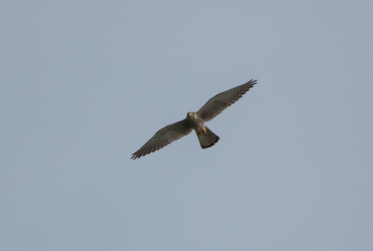 poštolka obecná - ML647128262