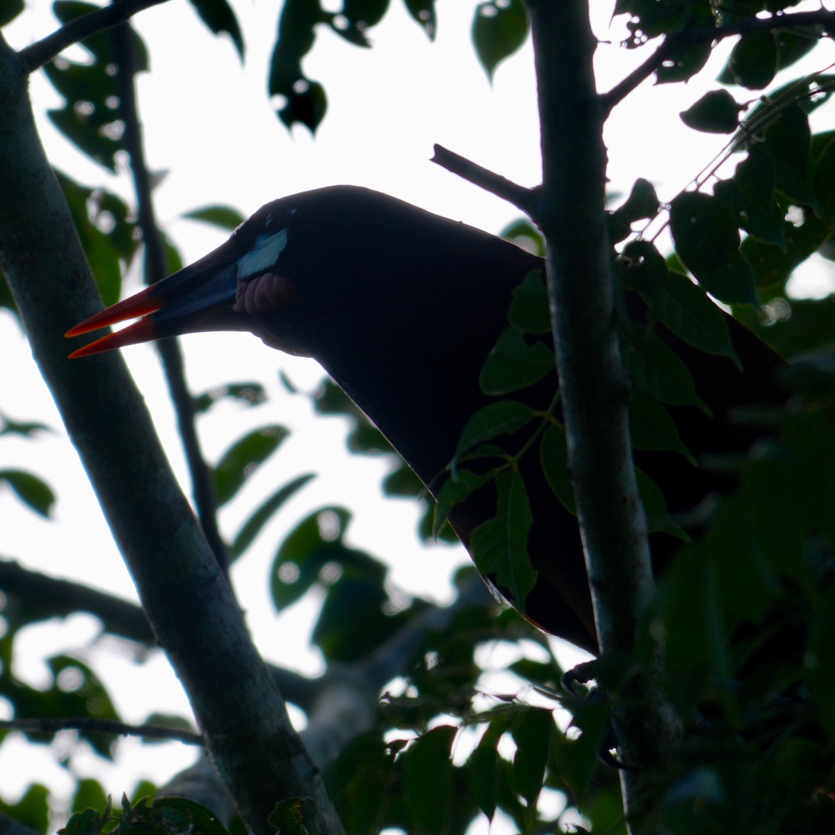 Montezuma Oropendola - ML647128266