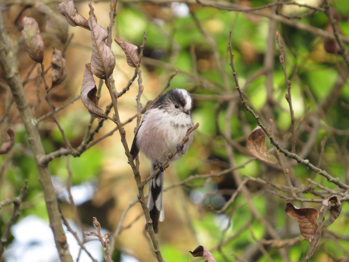 mlynařík dlouhoocasý - ML647128268