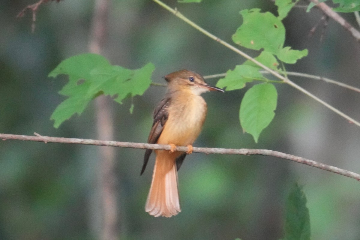Tropical Royal Flycatcher - ML647128269