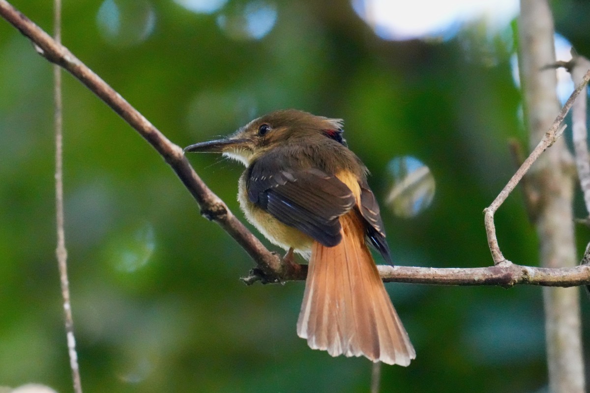 Tropical Royal Flycatcher - ML647128270