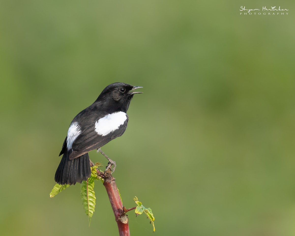 Pied Bushchat - ML647128271