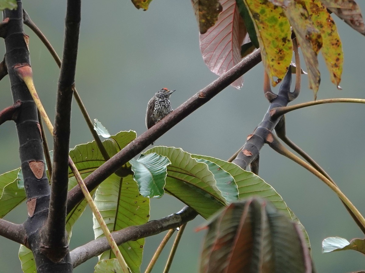 Ocellated Piculet - ML647128272