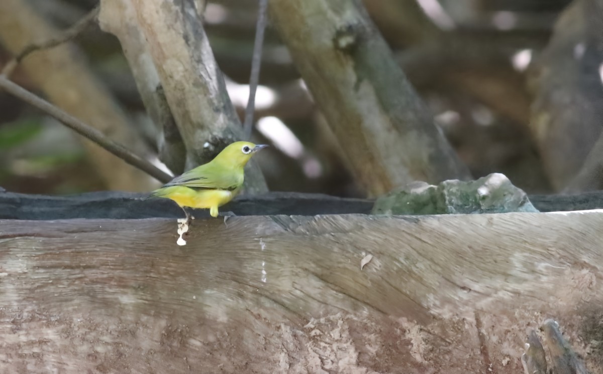 Northern Yellow White-eye - ML647128275