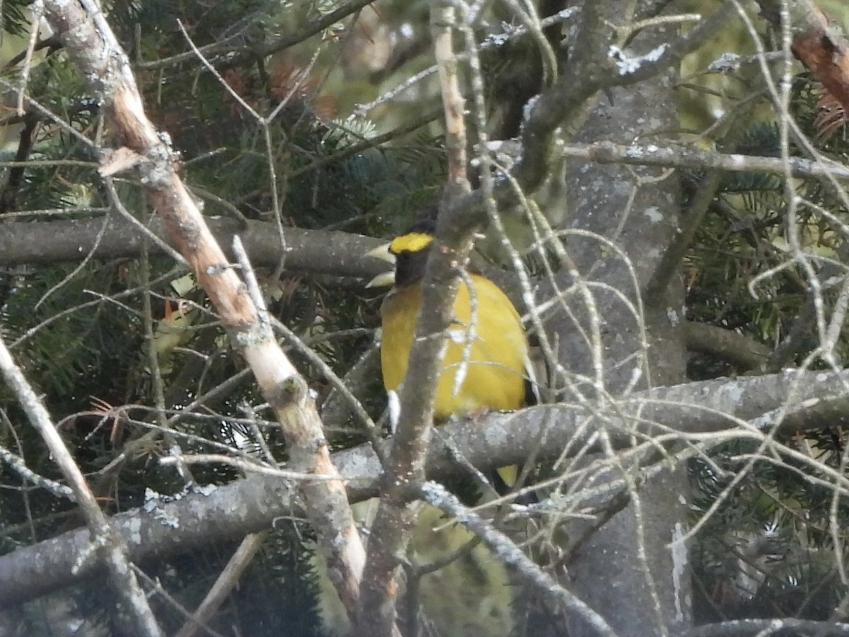 Evening Grosbeak - ML647128297