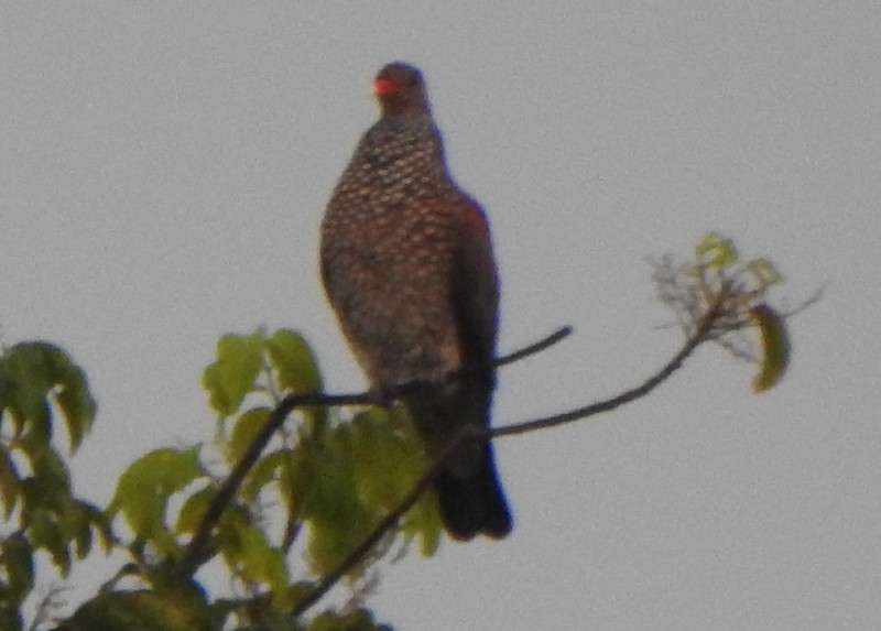 Scaled Pigeon - ML647128301