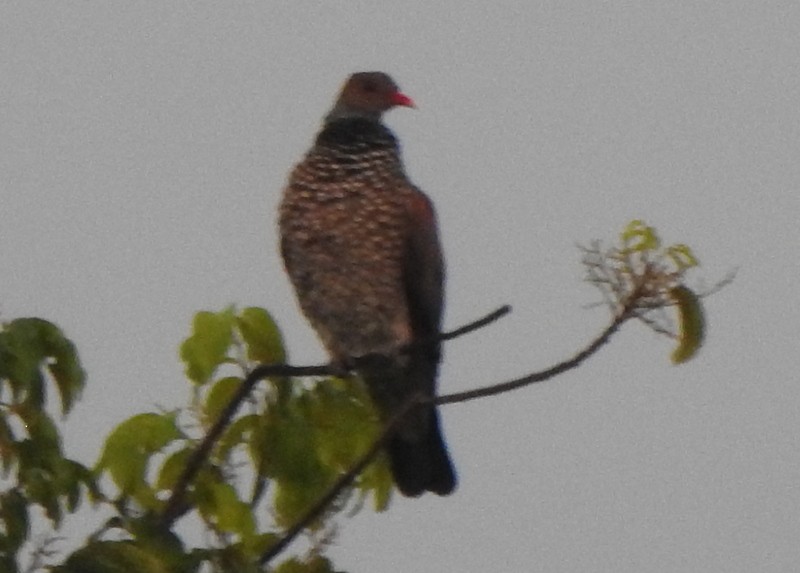 Scaled Pigeon - ML647128302