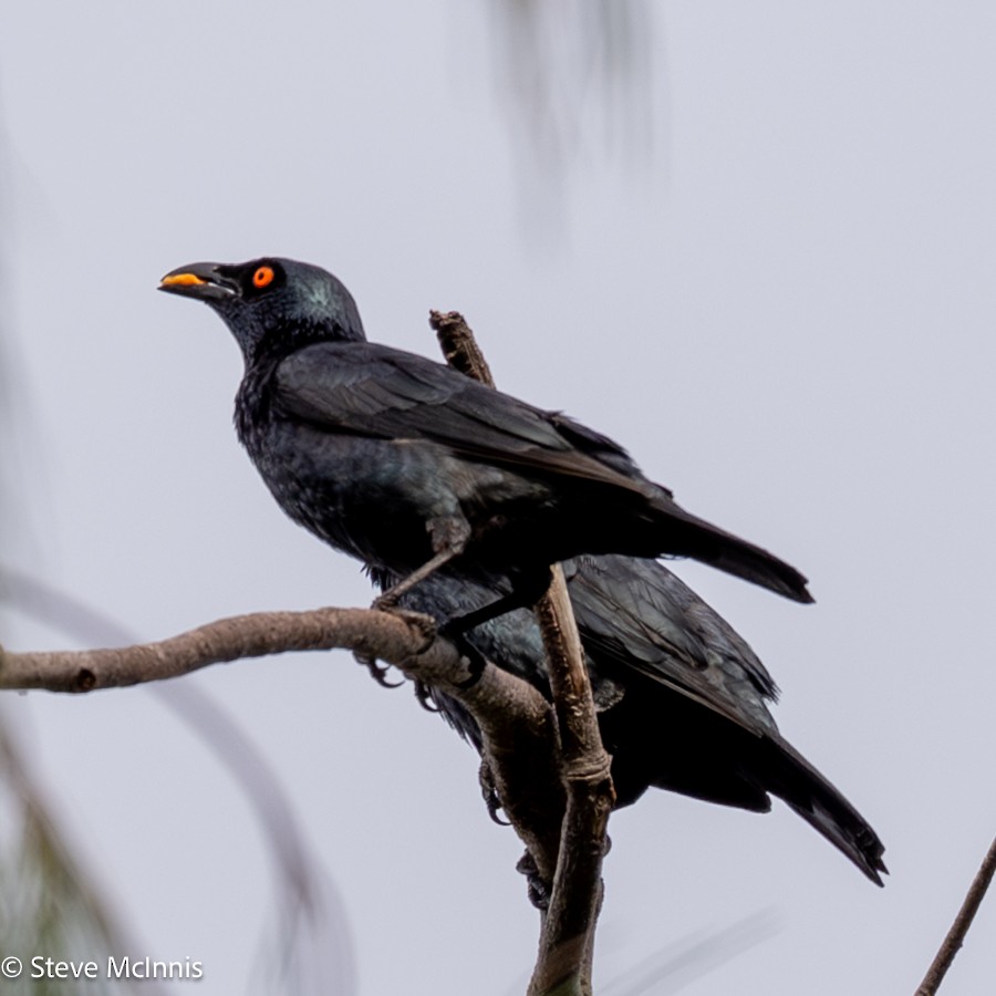 Stourne chanteur - ML647128305