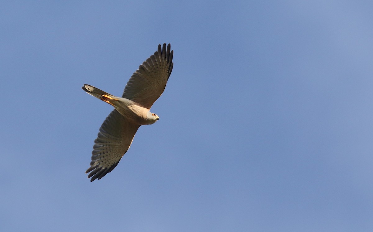 Shikra - ML647128306