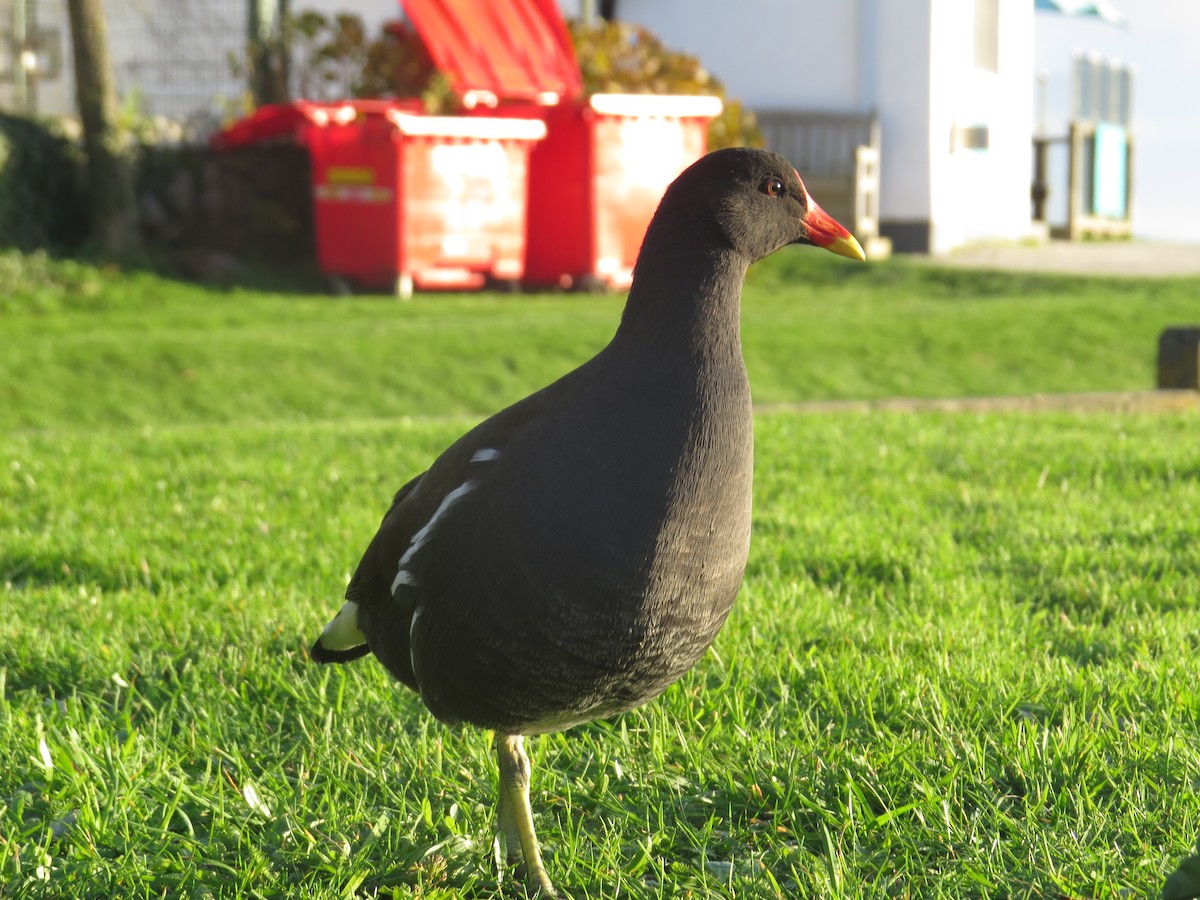 slípka zelenonohá - ML647128307