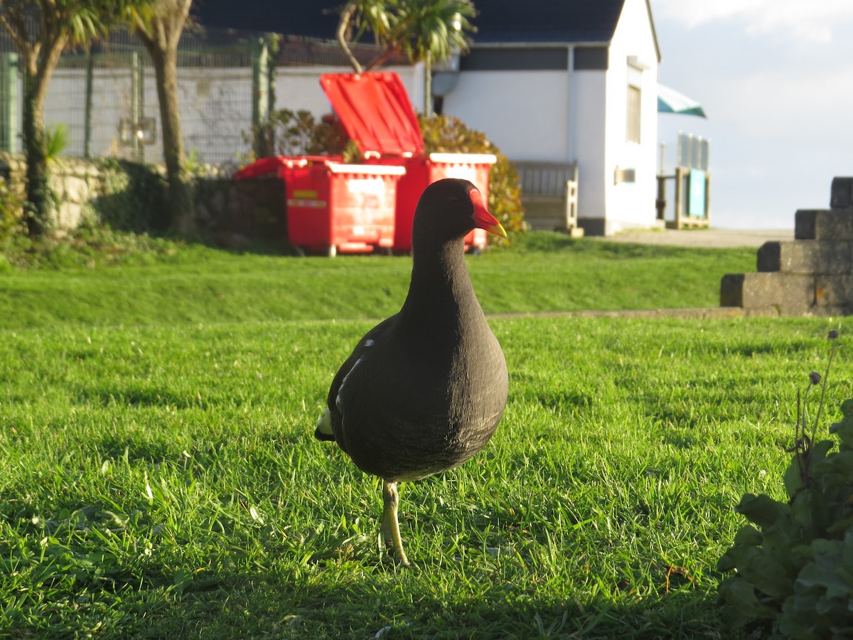 slípka zelenonohá - ML647128308