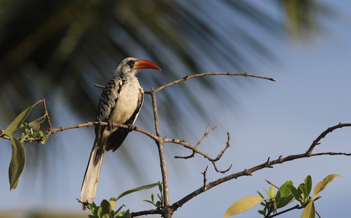 Western Red-billed Hornbill - ML647128310
