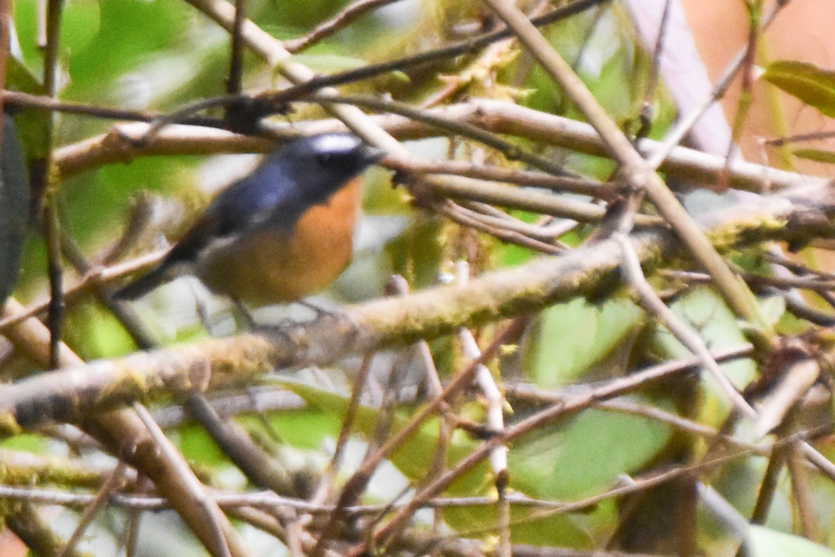 aurorafluesnapper - ML647128313