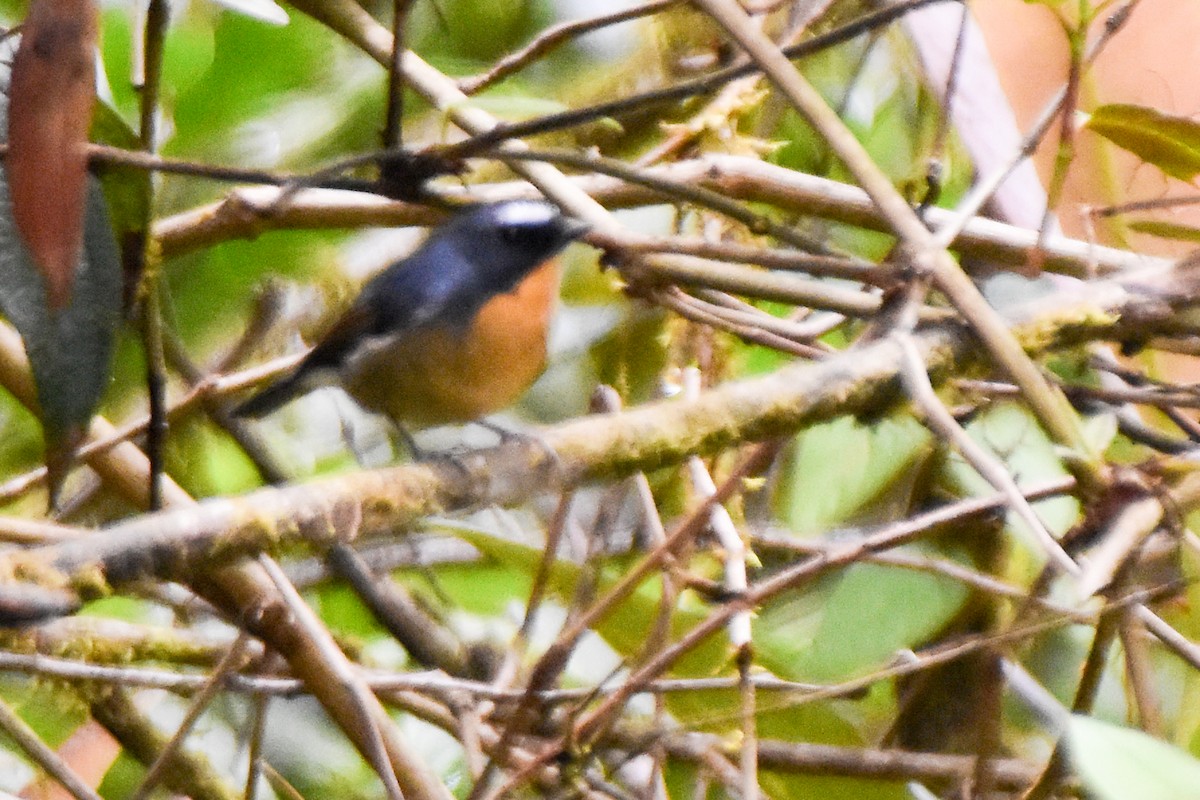 aurorafluesnapper - ML647128314