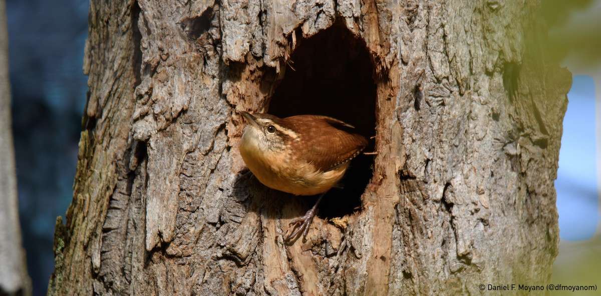 Carolina Wren - ML647128315