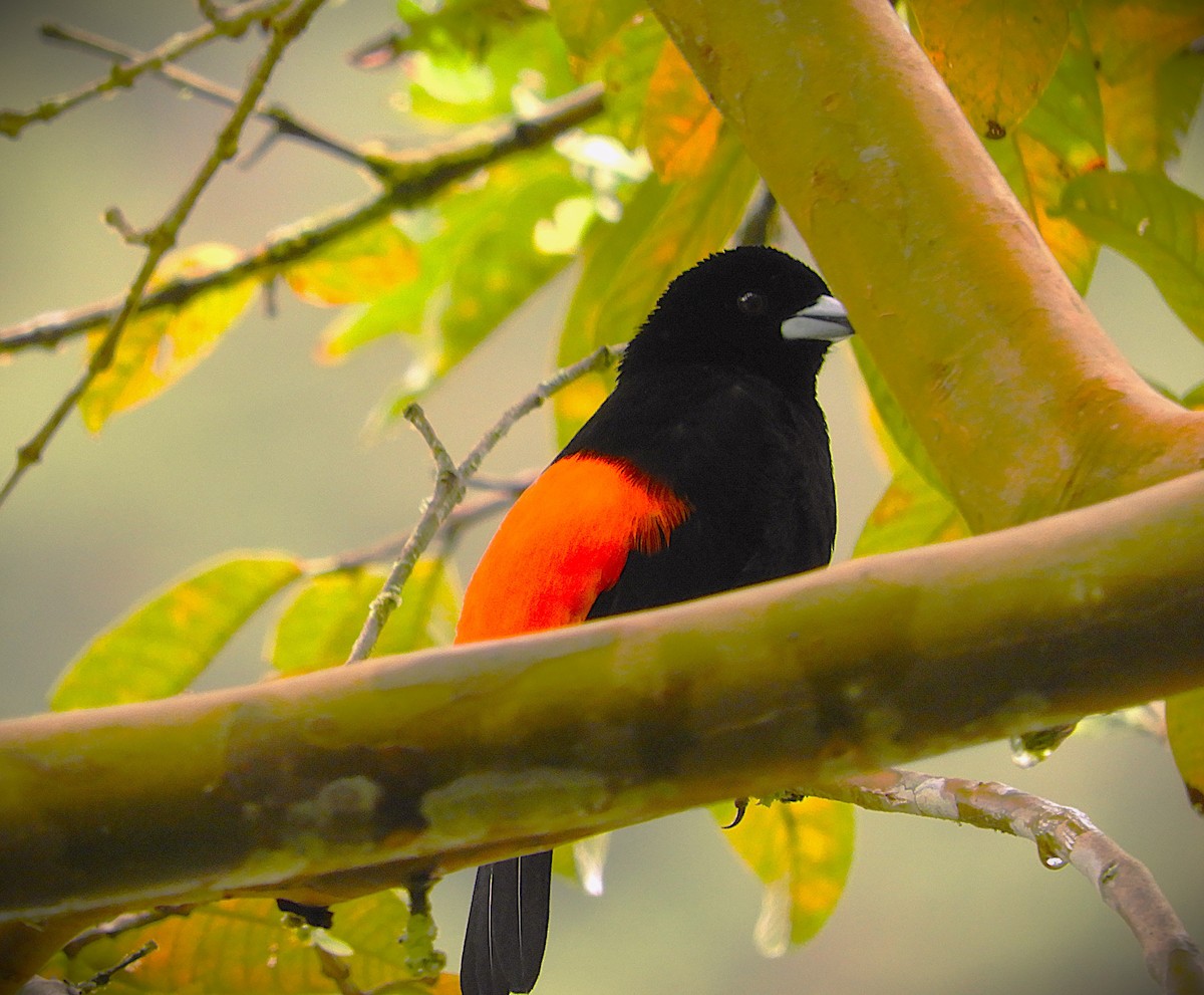 Flame-rumped Tanager - ML647128316
