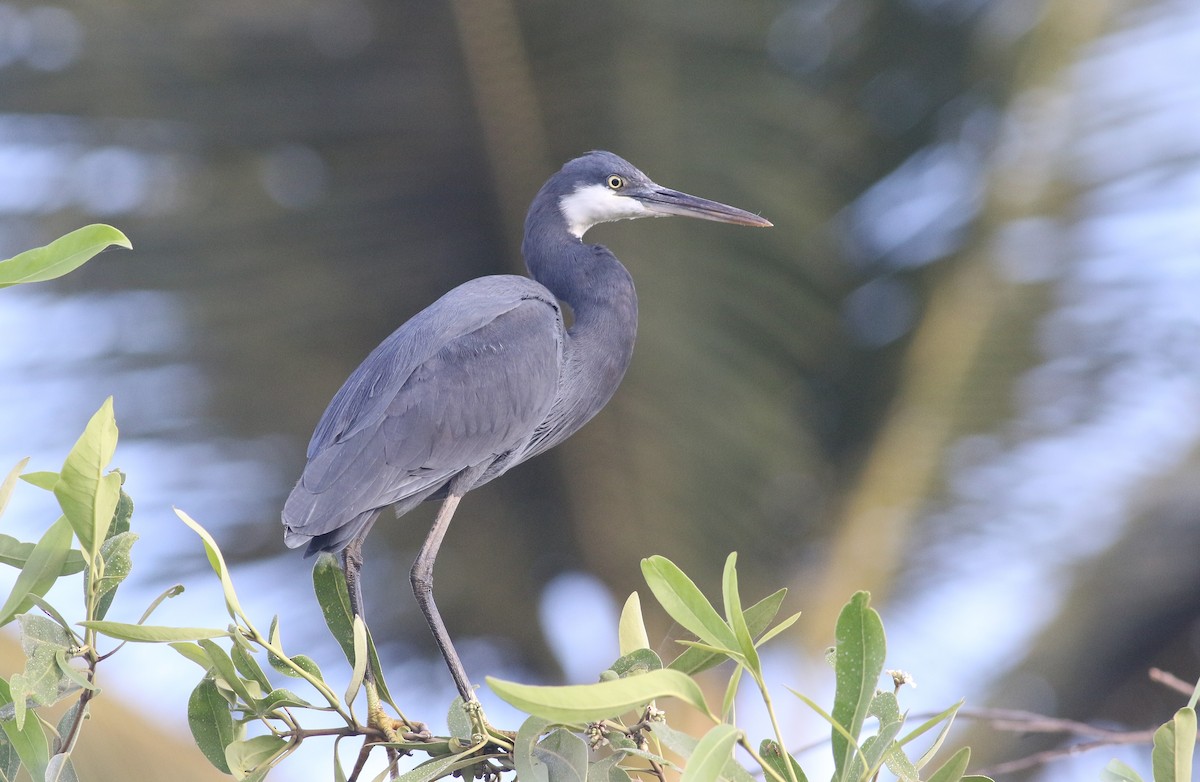 Airone schistaceo - ML647128321