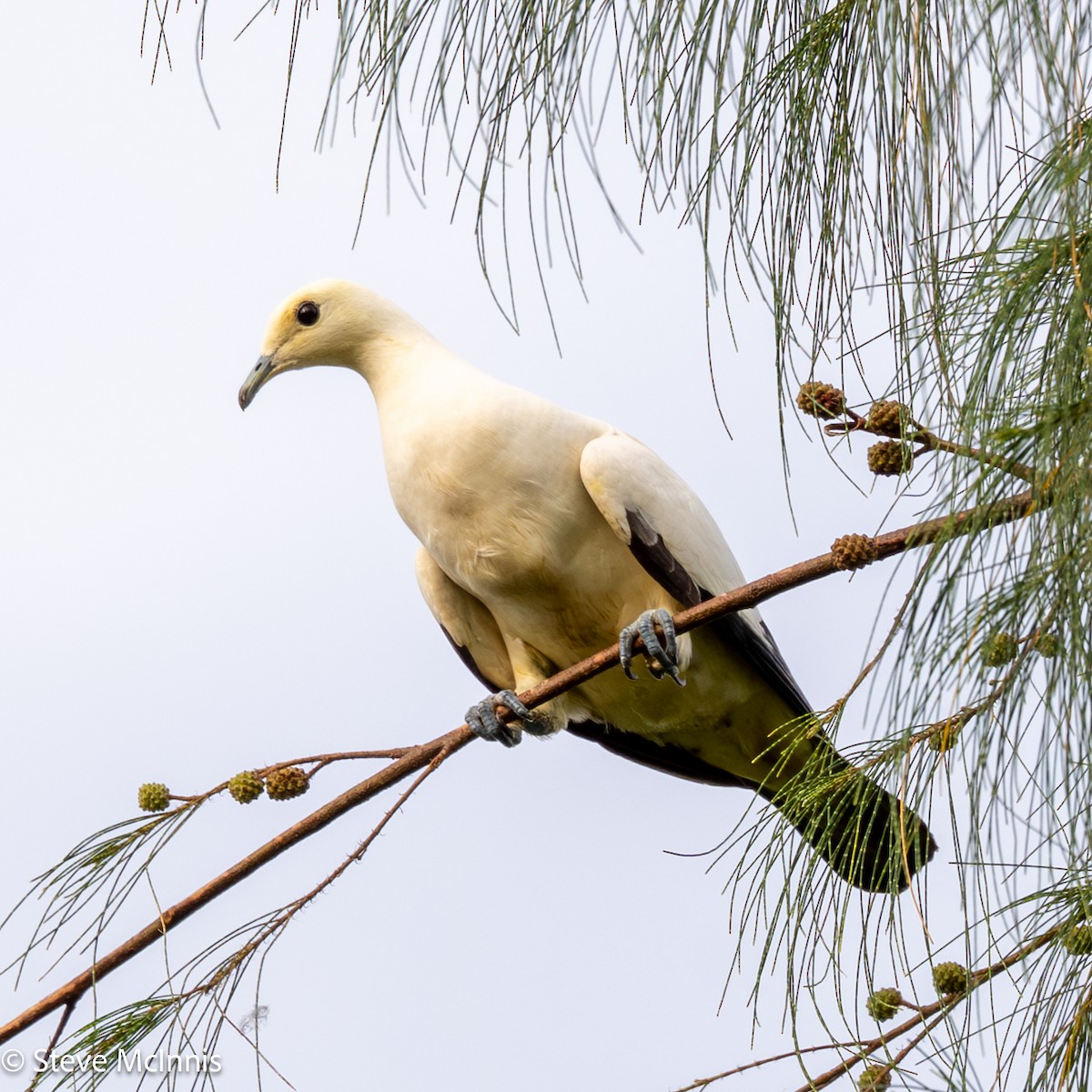 Pied Imperial-Pigeon - ML647128324
