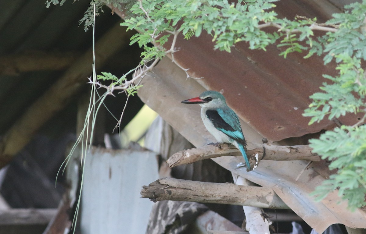 Woodland Kingfisher - ML647128325