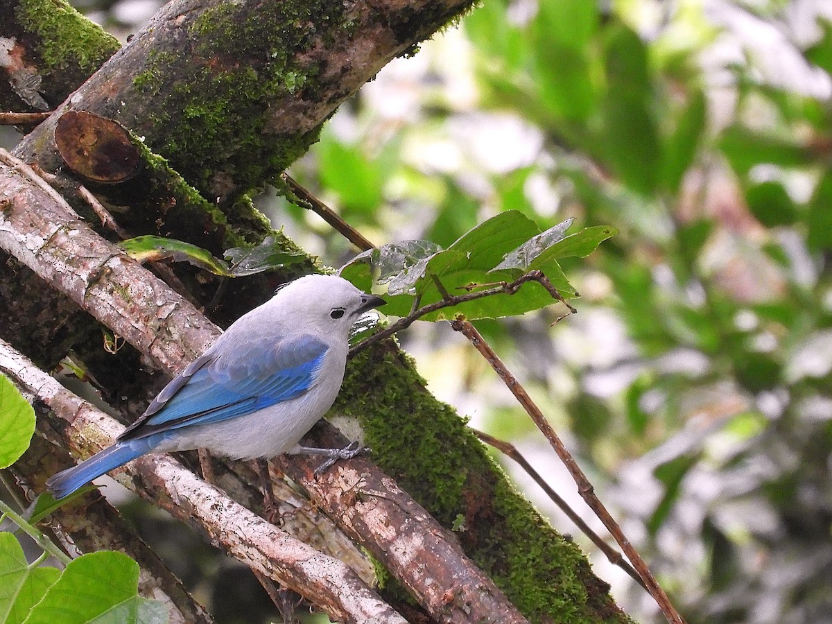 Blue-gray Tanager - ML647128328
