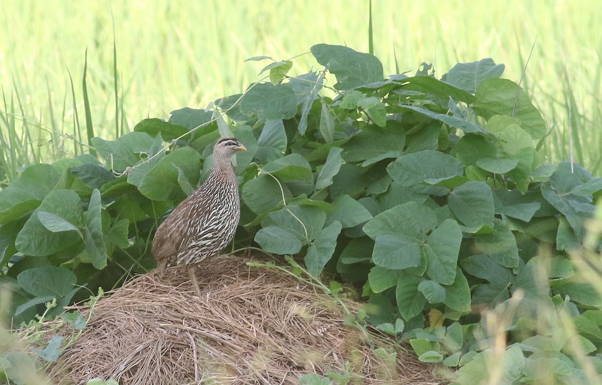 Double-spurred Spurfowl - ML647128333