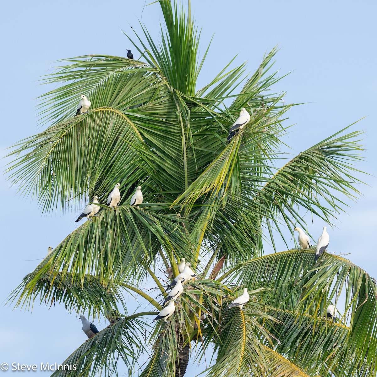Pied Imperial-Pigeon - ML647128334