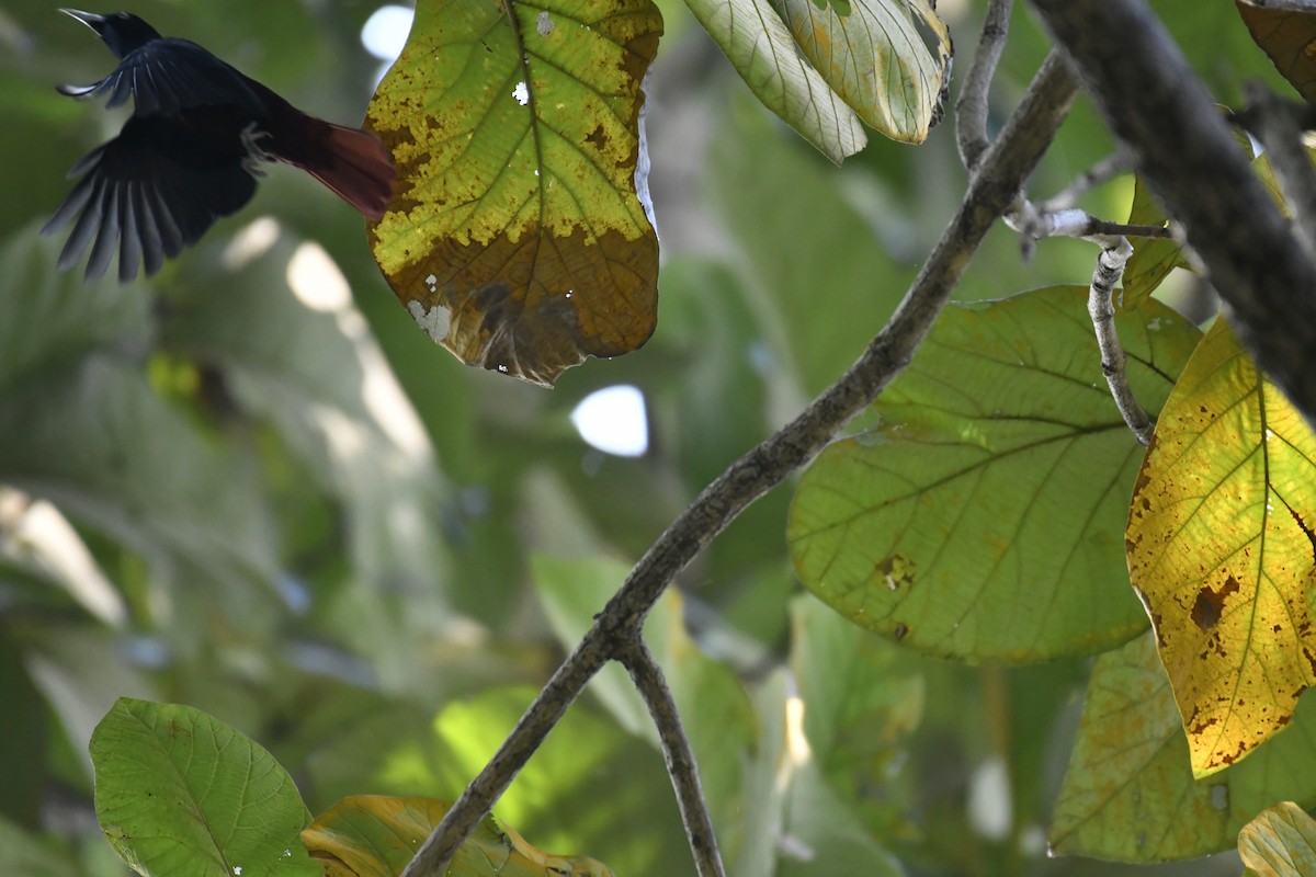 Blutpirol - ML647128338