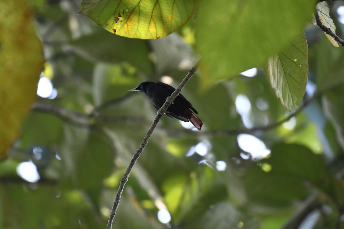 Blutpirol - ML647128339