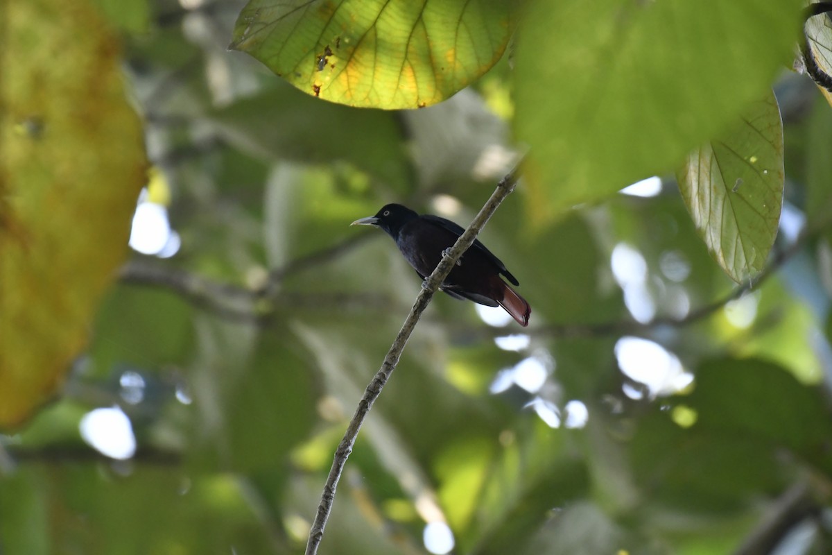 Blutpirol - ML647128341