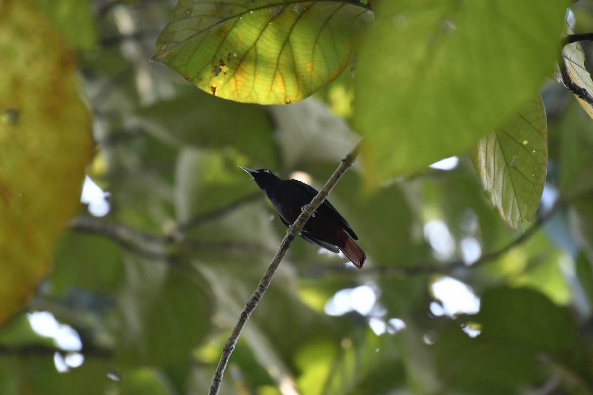 Blutpirol - ML647128342