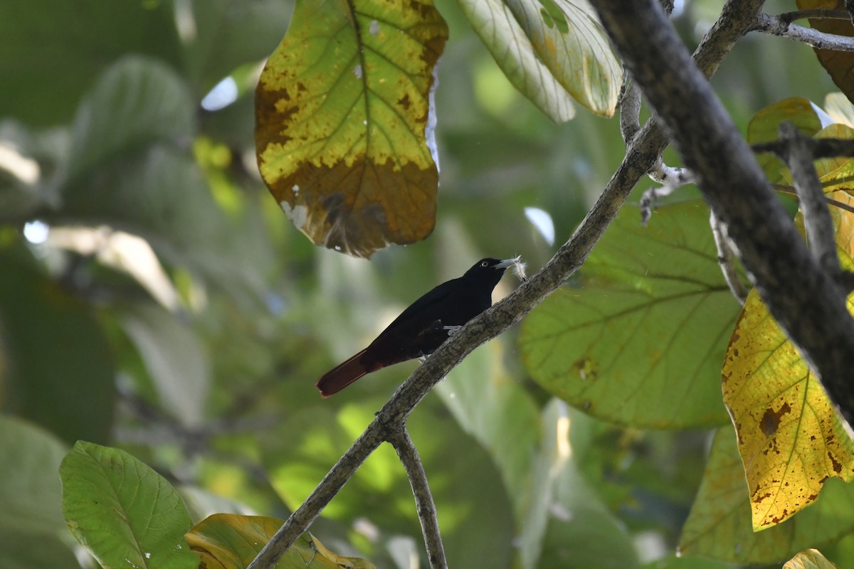 Blutpirol - ML647128343