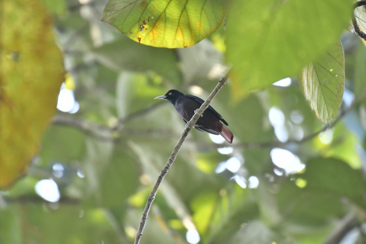 Blutpirol - ML647128344