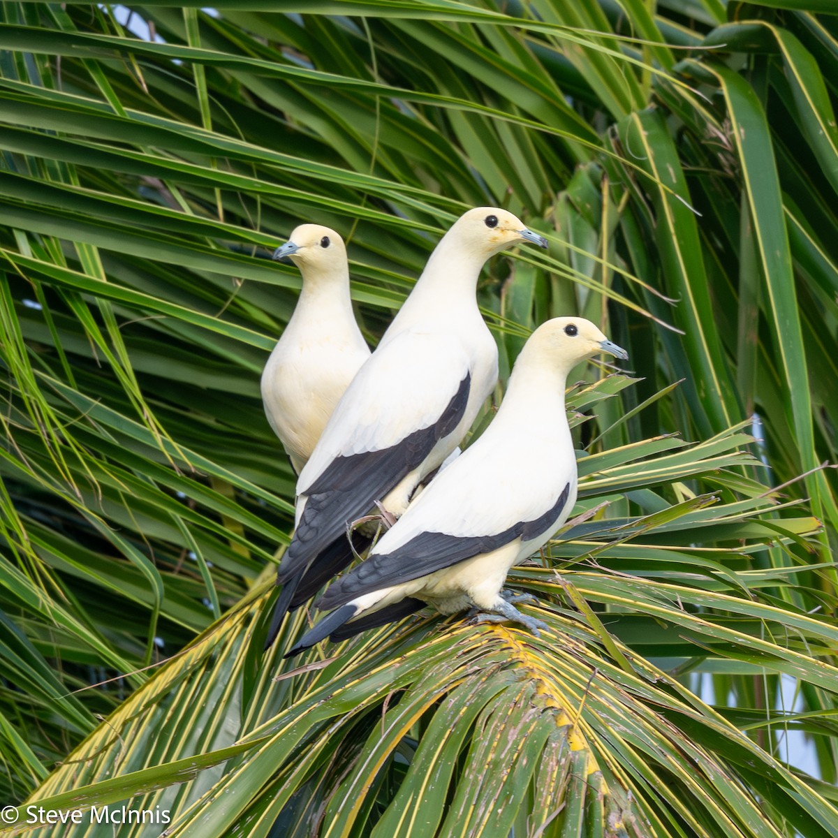 Pied Imperial-Pigeon - ML647128350