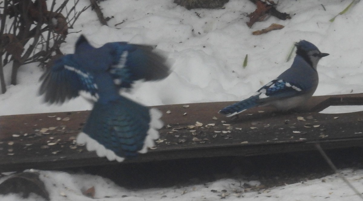 Blue Jay - ML647128351